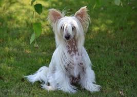 Image result for Co de Crista Chins