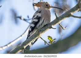 Attēlu rezultāti vaicājumam “Upupa epops”