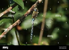 Attēlu rezultāti vaicājumam “Aeshna mixta male”