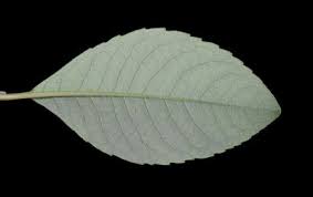 Attēlu rezultāti vaicājumam “Salix myrsinifolia leaf”