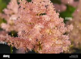 Attēlu rezultāti vaicājumam “Astilbe chinensis bud”