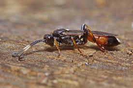 Attēlu rezultāti vaicājumam “Ichneumonidae imago”