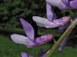 Attēlu rezultāti vaicājumam “Vicia tenuifolia flower”