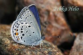 Attēlu rezultāti vaicājumam “Vacciniina optilete female”