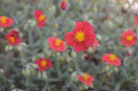Attēlu rezultāti vaicājumam “Helianthemum nummularium flower”