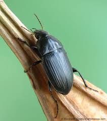 Attēlu rezultāti vaicājumam “Amara sp.”