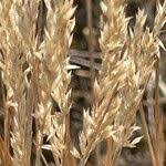 Attēlu rezultāti vaicājumam “Corynephorus canescens leaf”