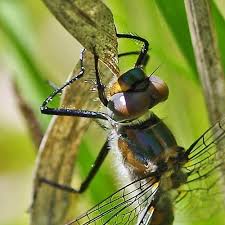 Attēlu rezultāti vaicājumam “Cordulidae”