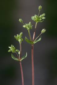 Attēlu rezultāti vaicājumam “Stellaria pallida”