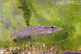 Attēlu rezultāti vaicājumam “Esox lucius”