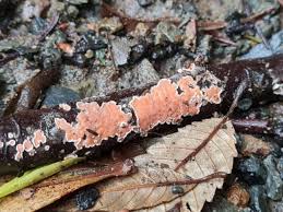 Attēlu rezultāti vaicājumam “Aleurodiscus amorphus”