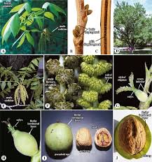 Attēlu rezultāti vaicājumam “Betula humilis female flower”