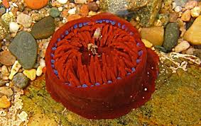 Image result for Anemonenarten