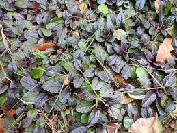 Attēlu rezultāti vaicājumam “Ajuga reptans bud”