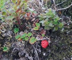 Attēlu rezultāti vaicājumam “Phalaroides arundinacea fruit”