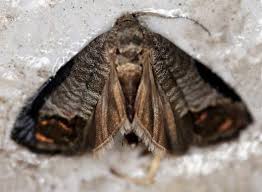 Attēlu rezultāti vaicājumam “Cydia pomonella”