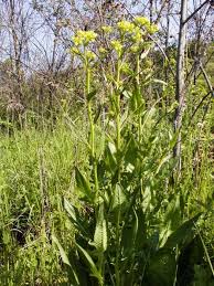 Attēlu rezultāti vaicājumam “Bunias orientalis bud”