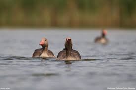 Attēlu rezultāti vaicājumam “Anser anser”