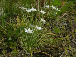 Attēlu rezultāti vaicājumam “Ornithogalum umbellatum”