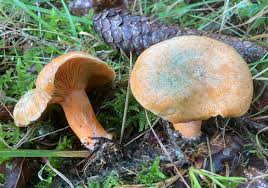 Attēlu rezultāti vaicājumam “Lactarius deterrimus”