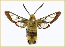 Attēlu rezultāti vaicājumam “Hemaris fuciformis”