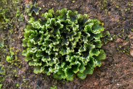 Attēlu rezultāti vaicājumam “Blasia pusilla sporophyte”