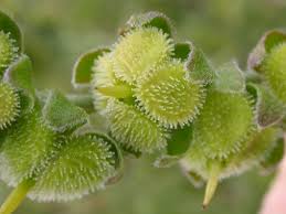 Attēlu rezultāti vaicājumam “Cynoglossum officinale fruit”