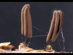 Attēlu rezultāti vaicājumam “myxomicetes”