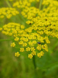 Attēlu rezultāti vaicājumam “Pastinaca sativa subsp. sylvestris leaf”