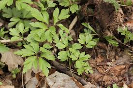 Attēlu rezultāti vaicājumam “Tranzschelia anemones”