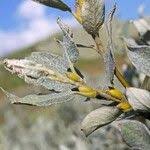 Attēlu rezultāti vaicājumam “Salix lapponum leaf”