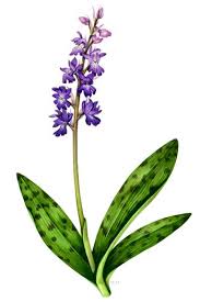 Attēlu rezultāti vaicājumam “Orchis mascula leaf”