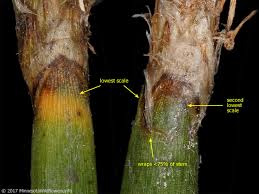 Attēlu rezultāti vaicājumam “Eleocharis palustris”