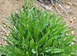 Attēlu rezultāti vaicājumam “Cynoglossum officinale leaf”