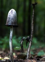 Attēlu rezultāti vaicājumam “Coprinus comatus”