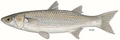 Image result for Chelon richardsonii