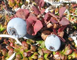 Attēlu rezultāti vaicājumam “Vaccinium uliginosum fruit”