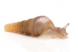 Attēlu rezultāti vaicājumam “Clausiliidae”