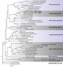 Attēlu rezultāti vaicājumam “Sphacelotheca hydropiperis”
