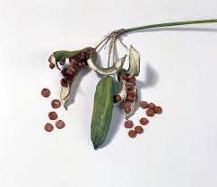 Attēlu rezultāti vaicājumam “Iris pseudacorus fruit”