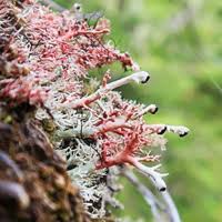 Attēlu rezultāti vaicājumam “Biatoropsis usnearum”