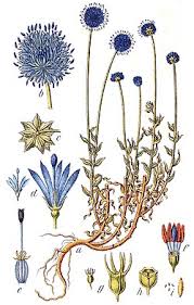 Attēlu rezultāti vaicājumam “Jasione montana leaf”