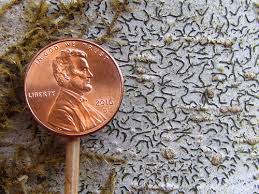 Attēlu rezultāti vaicājumam “Graphis scripta”