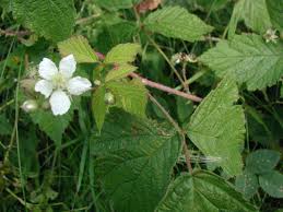 Attēlu rezultāti vaicājumam “Rubus caesius flower”