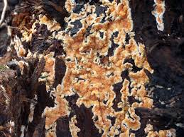 Attēlu rezultāti vaicājumam “Leucogyrophana mollusca”