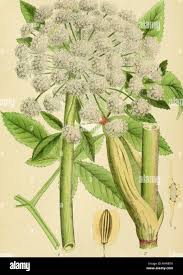 Image result for Angelica silvestris