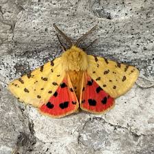 Attēlu rezultāti vaicājumam “Rhyparia purpurata”