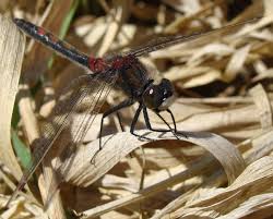 Attēlu rezultāti vaicājumam “Leucorrhinia rubicunda male”