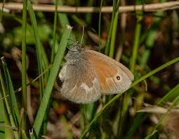 Attēlu rezultāti vaicājumam “Coenonympha tullia”