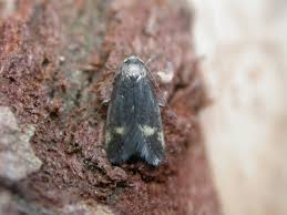 Attēlu rezultāti vaicājumam “Borkhausenia minutella”